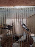 Koppels valkparkieten, Dieren en Toebehoren, Vogels | Parkieten en Papegaaien, Meerdere dieren, Parkiet