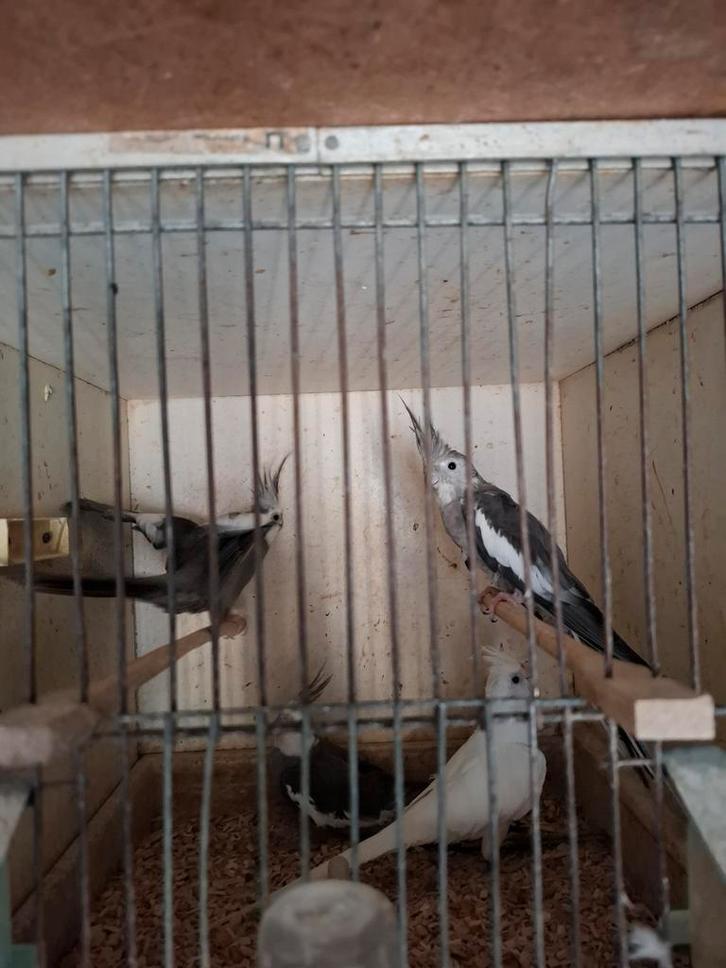 Koppels valkparkieten, Dieren en Toebehoren, Vogels | Parkieten en Papegaaien, Parkiet, Meerdere dieren