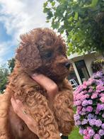 Prachtig rode toypoedels 1e nestje. (toy poedel toypoedel), Poedel, 8 tot 15 weken, Meerdere dieren, Eén hond