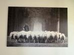Aluart schilderij Schapen met herder 120x80, Ophalen