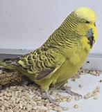 Koppel Engelse grasparkieten, Meerdere dieren, Parkiet