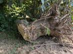 Acacia stronk, Doe-het-zelf en Verbouw, Ophalen, Minder dan 25 mm, Overige typen, Minder dan 200 cm