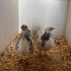 Wyandotte krielkippen, Dieren en Toebehoren, Kip