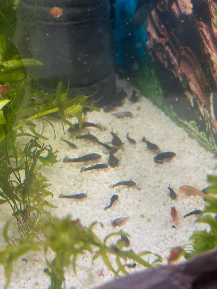 Baby’s Algeneter, Dieren en Toebehoren, Vissen | Aquariumvissen, Vis