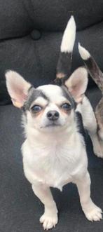 Prachtige chihuahua husky-look dekreu beschikbaar!, Dieren en Toebehoren, Reu, Eén hond, 3 tot 5 jaar, Nederland