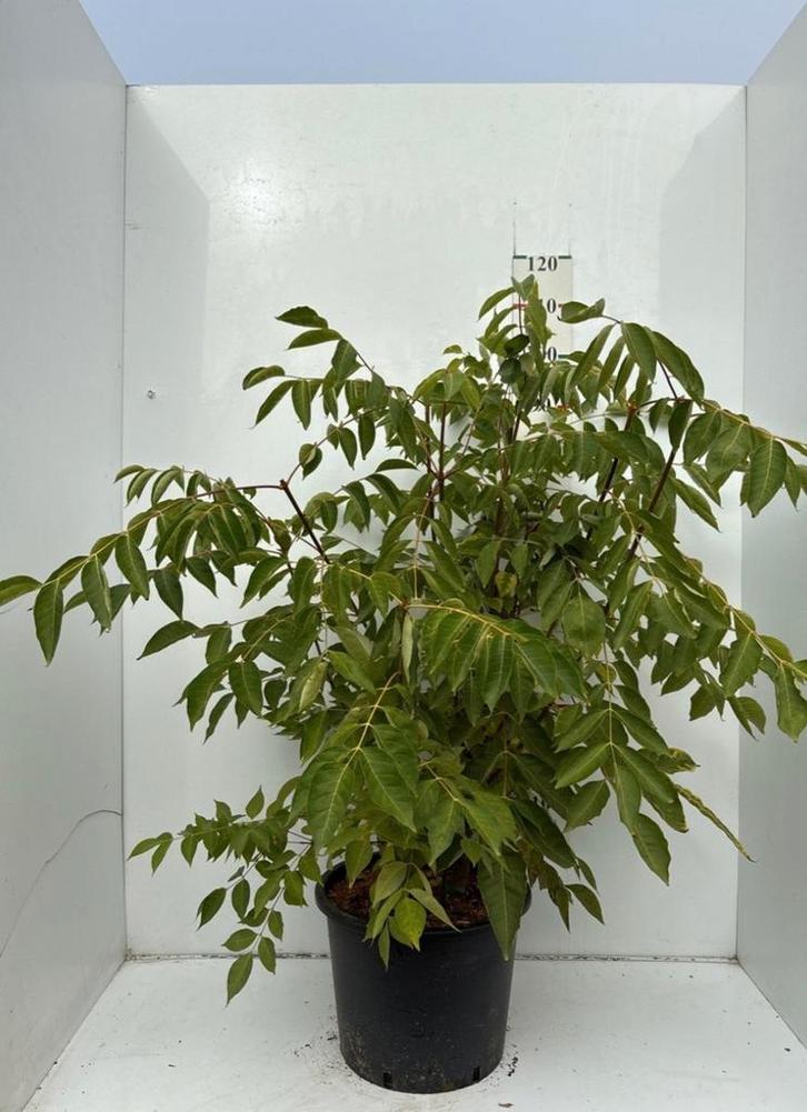 Bijenboom (Tetradium Daniellii)❗️🌿meerstam🌿❗️, Tuin en Terras, Planten | Tuinplanten, Overige soorten, Volle zon, Zomer, Ophalen