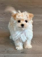 Mooie Maltipoo Pups, Parvo, Particulier, 15 weken tot 1 jaar, Buitenland