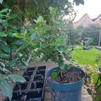 Viburnum tinus, Ophalen, Overige soorten, Struik