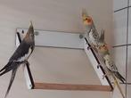 Valkparkiet, Dieren en Toebehoren, Parkiet, Tam