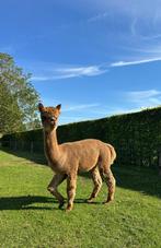 Alpaca ruinen Te Koop (2 stuks), Dieren en Toebehoren, Juli, Mannelijk