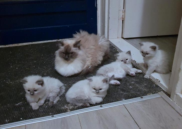 Raszuiver Ragdoll Mitted, Point Chocolade Blue kater kittens, Dieren en Toebehoren, Katten en Kittens | Raskatten | Langhaar, Kater