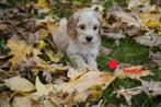 Medium kruising tibetaanse terrier x labradoodle pups., Dieren en Toebehoren, Nederland, Overige rassen, 8 tot 15 weken, CDV (hondenziekte)