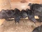 Ayam cemani henne en hanen ook los te koop, Mannelijk, Kip
