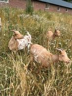 Dwerggeiten cl en cae vrij, tam, Dieren en Toebehoren, Schapen, Geiten en Varkens, Meerdere dieren, Geit