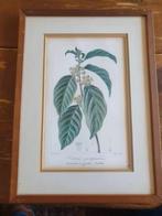 Gravure handingekleurd Cestrum macrophyllum Bessa rond 1820, Ophalen