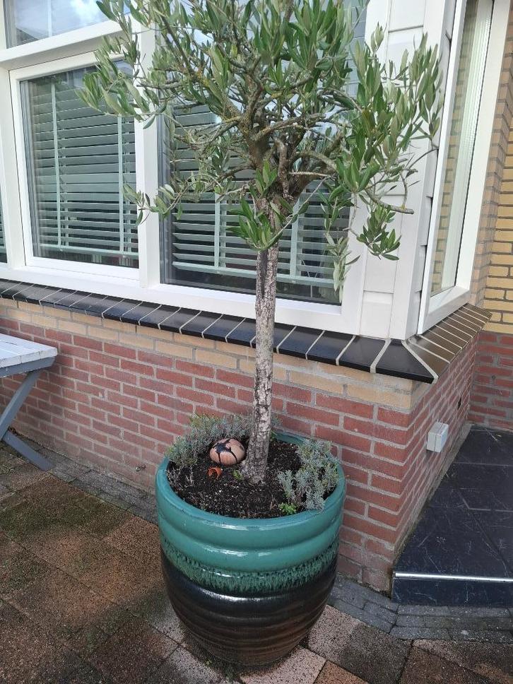 olijfboom met pot, Tuin en Terras, Planten | Bomen, Olijfboom, 100 tot 250 cm, Volle zon, Zomer, In pot, Ophalen