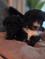 Te koop maltipoo pups, Overige rassen, CDV (hondenziekte), 8 tot 15 weken, Meerdere