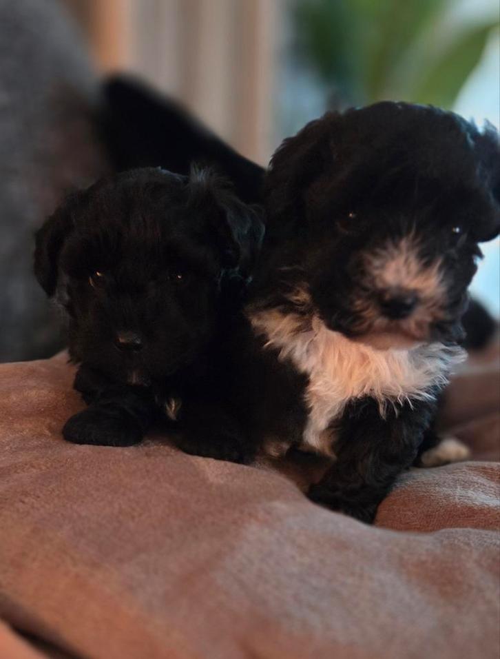 Te koop maltipoo pups, Dieren en Toebehoren, Honden | Chihuahua's en Gezelschapshonden, Meerdere dieren, Overige rassen, Particulier