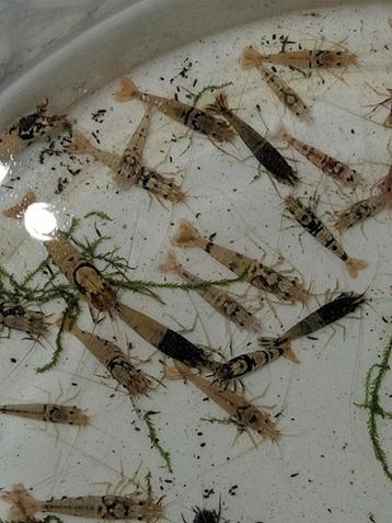 Volwassen mix Caridina garnalen!!! beschikbaar voor biedingen