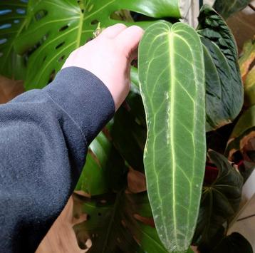 Anthurium Warocqueanum Stek beschikbaar voor biedingen