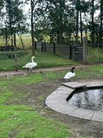 Zwarthals zwaan man, Mannelijk, Gans of Zwaan