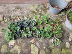 Aardbeien planten, Ophalen of Verzenden, Volle zon