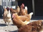 8 mooie leghennen, Dieren en Toebehoren, Pluimvee, Vrouwelijk, Kip