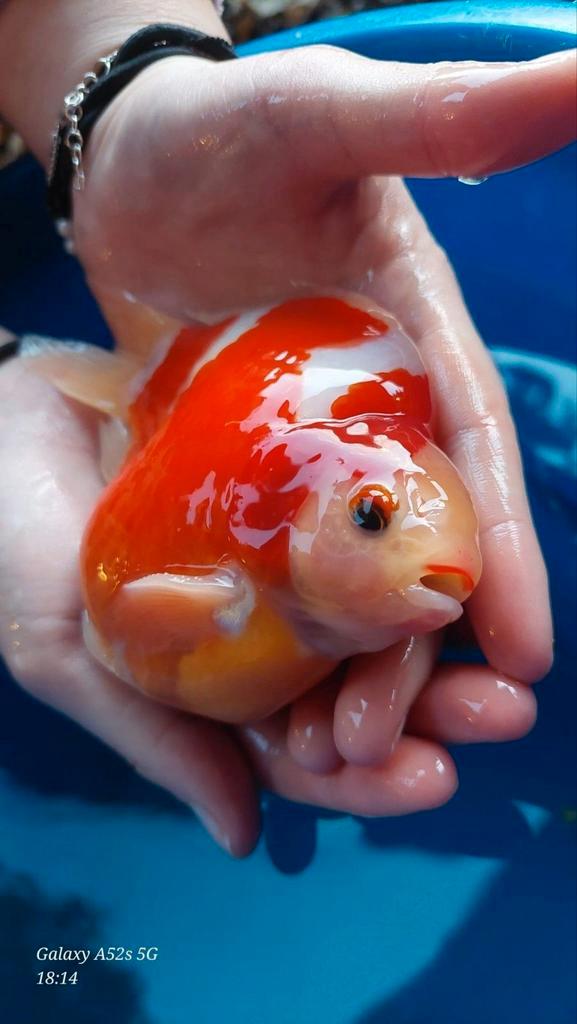 Tamasaba goudvis HQ, Dieren en Toebehoren, Vissen | Vijvervissen