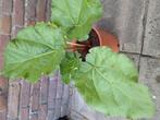 Te koop:  flinke rabarber plant in pot, Ophalen, Minder dan 100 cm, Overige soorten, In pot
