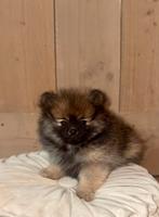 Pomeriaan pup, Dieren en Toebehoren, Overige rassen, 8 tot 15 weken, Teef, Meerdere