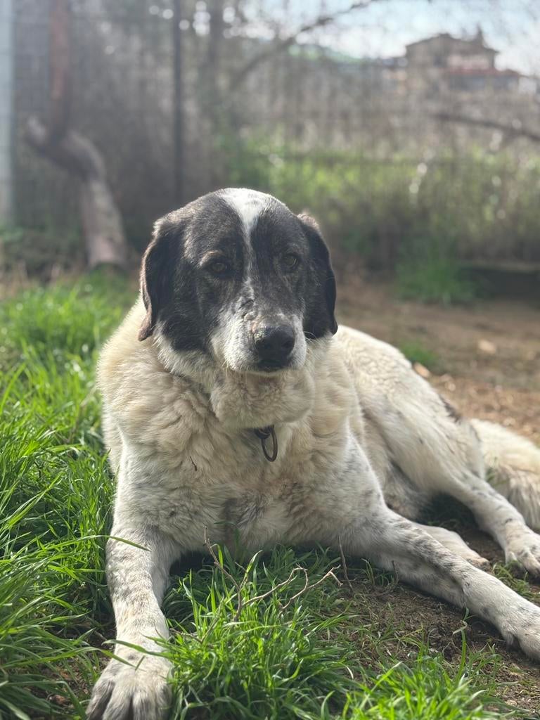 Tim – een zachtaardige engel op zoek naar zijn gouden mand, 6 jaar of ouder, Particulier, Reu, Buitenland