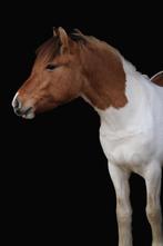 Verzorgster gezocht voor lieve jaarling, Dieren en Toebehoren, Paarden en Pony's | Overige Paardenspullen, Nieuw, Ophalen of Verzenden