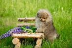 Pomeriaan | Pomeranian | Puppy | Reutje | Stamboom | Beertje, Reu, 8 tot 15 weken, Buitenland, Eén hond