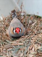 Zebravink. Gratis!, Meerdere dieren, Tropenvogel