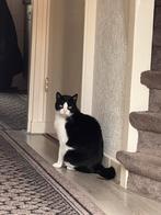Lieve kat saskin, Dieren en Toebehoren, Kater, Ingeënt