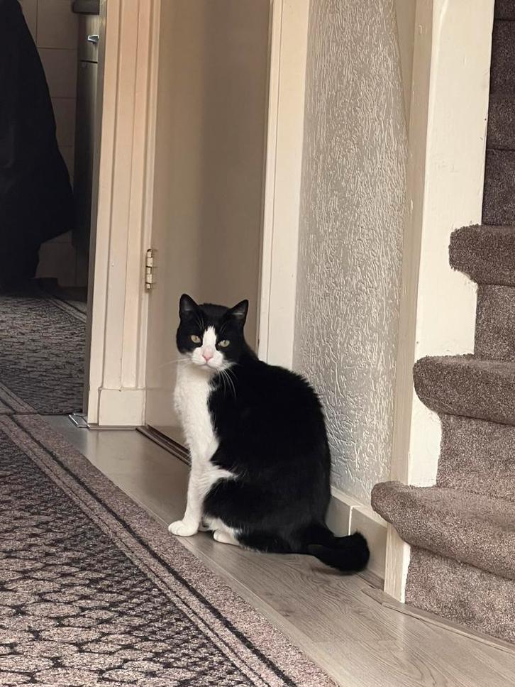 Lieve kat saskin, Dieren en Toebehoren, Katten en Kittens | Raskatten | Korthaar, Kater, Ingeënt
