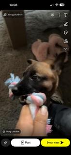 Mechelse herder pup reu 9 weken, Ophalen of Verzenden, Riet