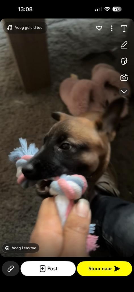 Mechelse herder pup reu 9 weken, Dieren en Toebehoren, Hondenmanden, Riet, Ophalen of Verzenden