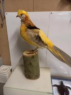 Opgezette goudfazant, Ophalen, Zo goed als nieuw, Vogel, Opgezet dier