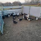 29 muskus eenden 0653529208, Dieren en Toebehoren, Pluimvee, Meerdere dieren, Eend