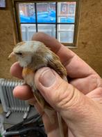 Pop kanaries, Dieren en Toebehoren, Vogels | Kanaries, Mannelijk