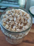 Luthers hill suikermais, Ophalen of Verzenden, Voorjaar, Volle zon, Zaad