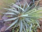 Mooie grote yucca (palmlelie), Tuin en Terras, Planten | Tuinplanten, Vaste plant, Halfschaduw, Zomer, Ophalen