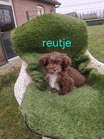 Te koop mooie speelse boomer pups, Parvo, 8 tot 15 weken, Meerdere, Nederland