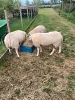 Dekrammen Swifter/Texelaar, Dieren en Toebehoren, Schapen, Geiten en Varkens, Mannelijk, Schaap