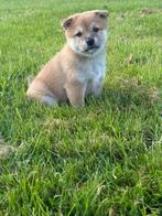Shiba Inu puppies, Dieren en Toebehoren, Rabiës (hondsdolheid), Overige rassen, 8 tot 15 weken, Meerdere