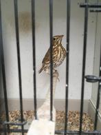 zanglijster  pop, Dieren en Toebehoren, Vogels | Overige Vogels, Vrouwelijk