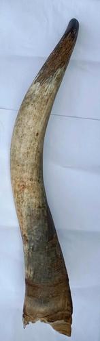 Watusi Hoorn / Shofar - Bespeelbaar & Uniek, Ophalen of Verzenden