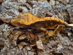 Wimpergekko
Correlophus ciliatus
Nk 24 man, Hagedis