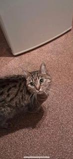 Gratis super  lieve rustige poes, Dieren en Toebehoren, Poes, 0 tot 2 jaar